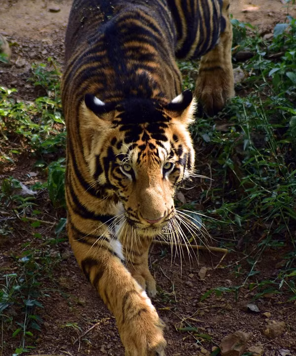 Những con hổ này thường có phần họa tiết đen sọc sẫm chạy dọc sống lưng hòa cùng bộ lông vàng cam nhạt thường thấy. Nhiếp ảnh gia Satya cho biết anh đã "sởn gai ốc" khi bất ngờ bắt gặp hai cá thể hổ đặc biệt này.