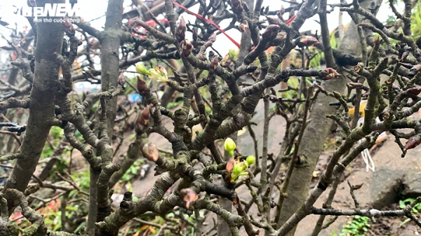 Chị cũng cho biết, năm nay sức mua ổn định, trung bình mỗi ngày chị bán được 3 – 5 cành, ngoài ra còn nhận đơn giao hàng tỉnh. Do thời tiết mưa lạnh, hoa lê năm nay có thể sẽ lâu nở hơn mọi năm.