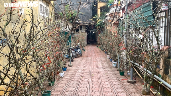 Do vụ hoa mỗi năm chỉ một lần nên lê rừng luôn hút khách.