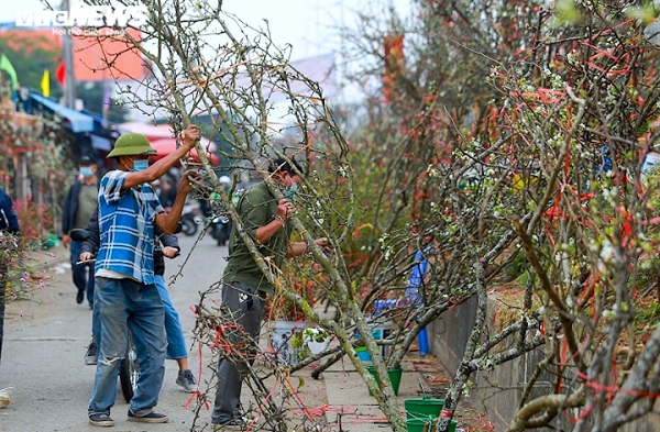 Hoa lê nở thành nhiều đợt, mỗi đợt từ 10 đến 15 ngày. Với những cành còn nhiều nụ, có thể chơi được từ 1 đến 2 tháng. Đây cũng là lý do vì sao hoa lê rừng được người Hà thành săn đón hoa vào mùa xuân. Thậm chí, có người sẵn sàng bỏ ra hàng chục triệu đồng để mua những cành "khủng".