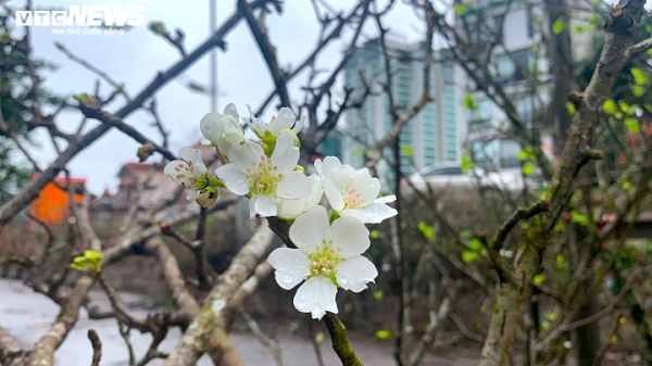 Theo chia sẻ của người bán, hoa lê rừng (hay còn gọi là hoa mắc cọp, hoa lê trắng) được trồng nhiều ở các tỉnh: Hà Giang, Lạng Sơn, Cao Bằng, Lào Cai…