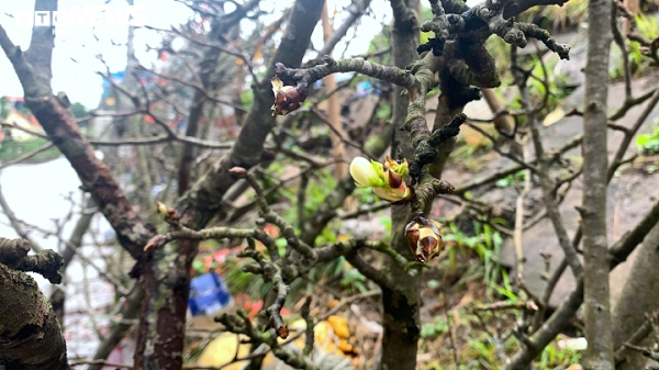 Hoa lê bật nở từ thân cành khẳng khiu.