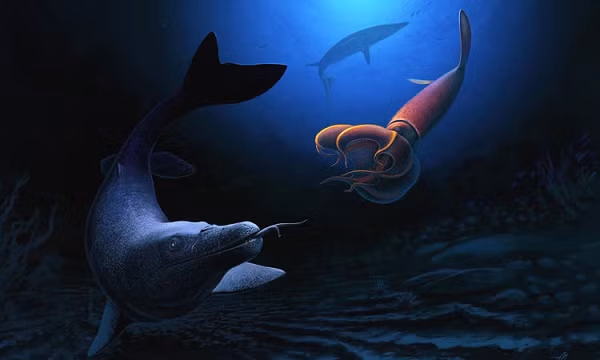 Loài Pluridens serpentis mới được phát hiện sở hữu bộ hàm dài với hơn 100 chiếc răng sắc nhọn để tóm con mồi nhỏ như cá hay mực. Đây là một loài thương long khổng lồ ở Morocco sống vào cuối kỷ Phấn Trắng trên Trái đất.