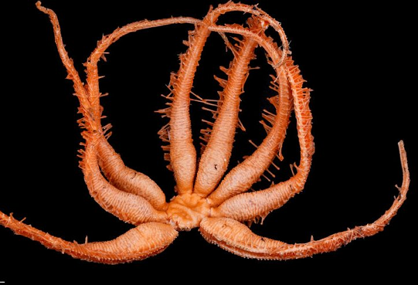 Ophiojura exbodi có 8 cánh tay hay phần phụ, mỗi phần dài 10 cm và phủ đầy gai, móc. Tuy nhiên, điều đó vẫn còn chưa đáng sợ bằng chiếc miệng kỳ quái với 8 bộ hàm chứa những chiếc răng sắc nhọn như kim.