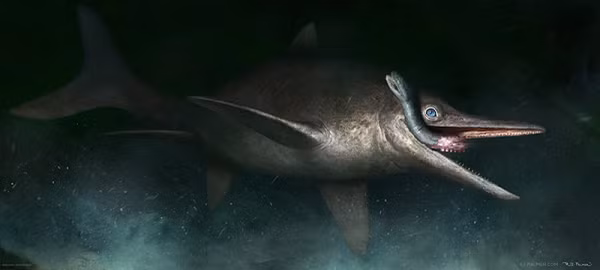 Ở Anh, ngư long còn được gọi bằng một cái tên mang màu thần thoại là "sea dragon", tức "rồng biển". Ngư long là loài đã tồn tại cùng khủng long suốt cả 3 kỷ Tam Điệp - Jura và Phất Trắng.