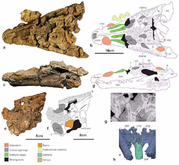 Họ đã khôi phục được một hộp sọ gần như hoàn chỉnh của con cá sấu. Tuy nhiên, họ chưa thể xác định chính xác con khủng long con bên trong dạ dày của nó là loài nào.