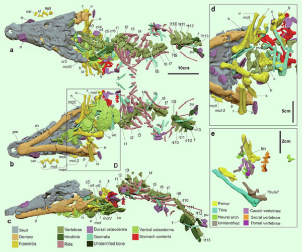 Các nhà khoa học Australia cho biết một loài cá sấu mới có niên đại từ kỷ Phấn trắng được phát hiện tại một trại cừu ở bang Queensland của Australia và được cho là đã hơn 95 triệu năm tuổi.