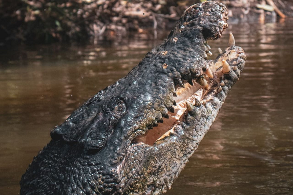 Tiến sĩ White cho biết: "Vào thời điểm chết, con cá sấu nước ngọt này dài khoảng 2,5m và vẫn đang phát triển. Dù loài Confractosuchus không chuyên ăn khủng long, nó sẽ không bỏ qua con mồi một cách dễ dàng."