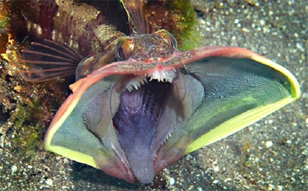 Sarcastic Fringehead khi bị kích động, loài cá này sẽ mở miệng khổng lồ để chống lại những kẻ săn mồi. Chắc hẳn sẽ không ai muốn nhìn thấy cái miệng của chúng.