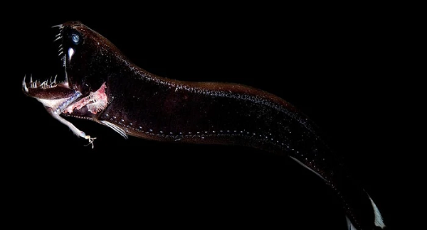 Black Dragonfish - Cá rồng đen sở hữu hàm răng sắc như dao cạo, loài cá trông giống người ngoài hành tinh này sống sâu dưới đại dương và tự tạo ra ánh sáng.