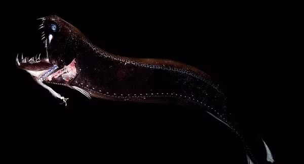 Black Dragonfish - Cá rồng đen sở hữu hàm răng sắc như dao cạo, loài cá trông giống người ngoài hành tinh này sống sâu dưới đại dương và tự tạo ra ánh sáng.
