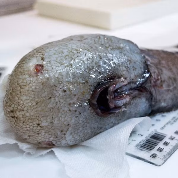 Cá vô diện thuộc họ cá chình mouray (cusk-eel), với tên khoa học là Typhlonus nasus. Loài cá này có hình thù kỳ dị, không có mặt dù có mũi và miệng. Do đó, nhiều người gọi chúng là cá vô diện hay cá không mặt.