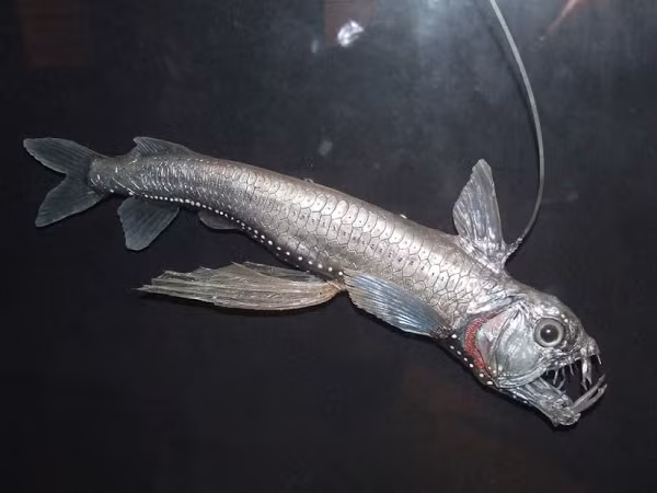 Viperfish (cá rắn lục) là loài cá được tìm thấy ở độ sâu khoảng 4.500 mét. Sinh vật này khiến nhiều người sợ hãi với đôi mắt to trong suốt, hàm răng dài sắc nhọn và khuôn mặt dữ tợn. Chúng được coi là một trong những quái vật đáng sợ nhất dưới đáy đại dương.