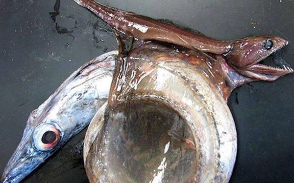 Cá Black Swallower chỉ dài khoảng 10cm nhưng có thể giết chết đối thủ to gấp 2 lần bản thân chúng. Nếu tính theo cân nặng, thì con mồi có nặng gấp 10 cũng không sao. Bản thân Black Swallow cũng sở hữu một cơ hàm khổng lồ, và một bộ dạ dày có thể giãn nở với biên độ rất lớn, tùy theo kích thước bữa ăn.