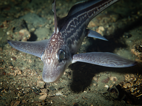 Cũng theo kết quả nghiên cứu từ nhóm chuyên gia của trường Đại học Victoria Wellington, cá mập ma cái có thể đẻ con dễ dàng hơn mà không phải chịu đau đớn khi giao phối với con đực. Đặc biệt hơn, thời gian lưu giữ tinh trùng của con cái có thể kéo dài tới 3 năm.