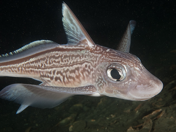 "Tôi nghĩ rằng nó thật tuyệt, khác biệt và hiếm gặp. Tôi đã chụp vài bức ảnh và chúng đang lan truyền trên mạng internet" - bà Finucci cho biết thêm.