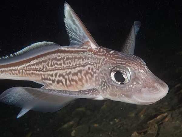 "Tôi nghĩ rằng nó thật tuyệt, khác biệt và hiếm gặp. Tôi đã chụp vài bức ảnh và chúng đang lan truyền trên mạng internet" - bà Finucci cho biết thêm.