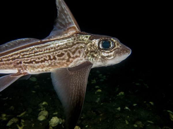 Cụ thể, con cái sở hữu tới 2 tử cung, 2 buồng trứng và 2 ống dẫn trứng. Ngược lại, con đực lại sở hữu cơ quan sinh dục đặc biệt, có thể co rút lại trên trán. Ngoài ra, cơ quan sinh sản nằm trên đầu con đực có móc để vây con cái bám lại khi chúng thực hiện hành vi giao phối.