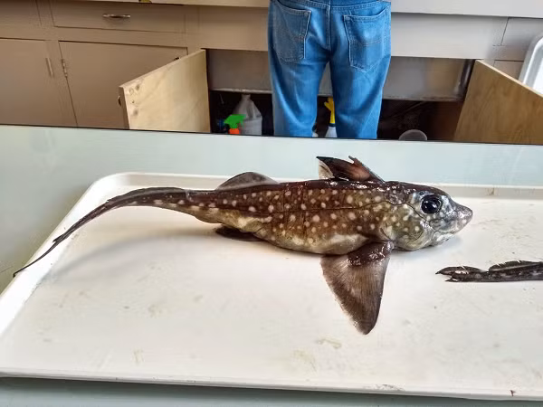 Con cá mập ma mới sinh kể trên được phát hiện ở độ sâu 1.200 m. Nó có vây màu đen, da gần như trong suốt, đuôi màu trắng và đôi mắt màu đen vô cùng kỳ dị.