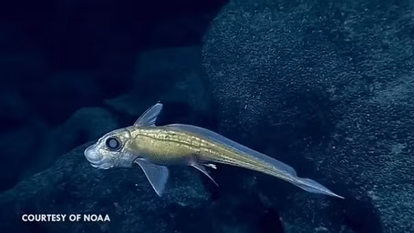 Sở dĩ bị xếp vào loài sinh vật huyền bí nhất dưới đáy đại dương bởi các chuyên gia rất hiếm khi ghi hình được loài này. Chúng sống ở tầng rất sâu của đại dương ôn đới, khoảng 2.600 m dưới đáy biển. Số ít xuất hiện ở độ sâu nông hơn 200 m.