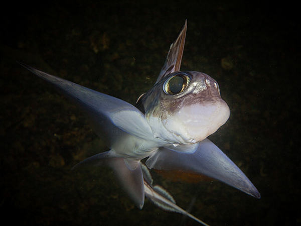 Không giống như tên gọi "đáng sợ" của mình, cá mập ma thường chỉ ăn những loài nhuyễn thể. Còn đối với những nhà nghiên cứu, đây vẫn là loài sinh vật khá bí ẩn.