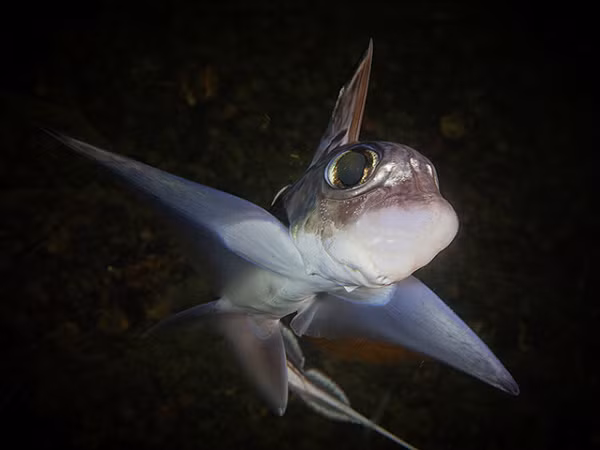 Không giống như tên gọi "đáng sợ" của mình, cá mập ma thường chỉ ăn những loài nhuyễn thể. Còn đối với những nhà nghiên cứu, đây vẫn là loài sinh vật khá bí ẩn.