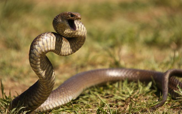 Điều đáng sợ hơn là, chỉ sau khi chui ra ngoài vỏ trứng, con non có thể biểu hiện mối đe dọa đặc trưng của loài sau 15 phút - đó là xuất hiện nọc độc chết người.