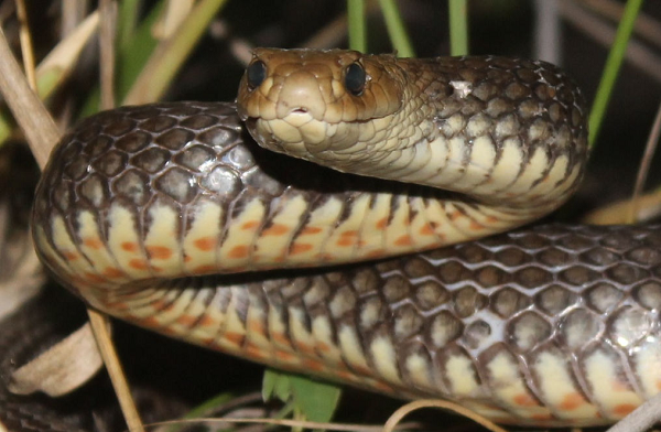 Nọc độc của rắn nâu phương Đông chứa độc tố thần kinh mạnh mẽ, chứa cả chất gây đông máu, các chất gây độc cho tim và thận.