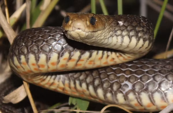 Nọc độc của rắn nâu phương Đông chứa độc tố thần kinh mạnh mẽ, chứa cả chất gây đông máu, các chất gây độc cho tim và thận.