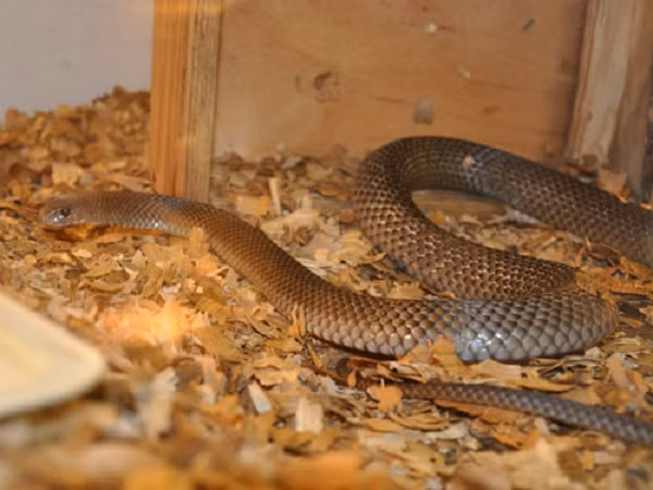 Khi trúng nọc rắn nâu phương Đông, nạn nhân có thể tê liệt tiến triển và chảy máu không kiểm soát được. Đôi khi tử vong đã xảy ra do chảy máu vào não do rối loạn đông máu (rối loạn đông máu tiêu thụ).