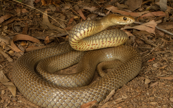  Rắn nâu phương Đông nổi tiếng nhanh nhẹn cùng tính khí hung hăng, chúng là loài rắn gây ra nhiều ca tử vong ở Úc, nhiều hơn bất cứ loài rắn nào khác.
