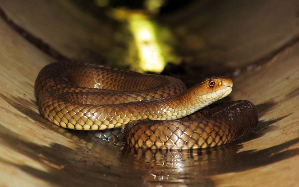 So với các loài có kích thước tương tự khác, nanh của rắn nâu phương Đông khá nhỏ (khoảng 3mm), cũng như lượng nọc độc cũng ở mức trung bình (khoảng 4mg, mặc dù sản lượng nọc kỷ lục là 67mg). Tuy lượng nọc ít nhưng tác dụng của nó rất lớn.