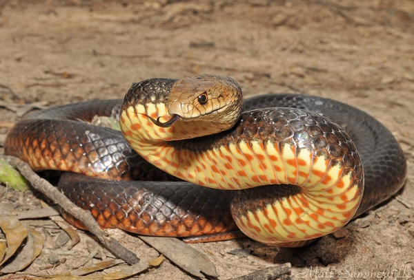 Loài rắn này di chuyển rất nhanh và rất hiếu chiến, tuy nhiên chúng chỉ phản ứng khi đối phương hành động. Do vậy, nếu bắt gặp rắn nâu phương Đông trong môi trường tự nhiên ở khoảng cách gần, cố gắng đừng cử động và chờ cho chúng bỏ đi.