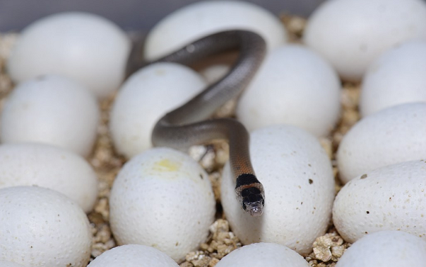 Nguyên nhân là vì loài rắn này được mệnh danh là "sát thủ đáng sợ nhất nước Úc". Chúng là rắn nâu phương Đông (Pseudonaja textilis), được coi là loài rắn đất độc thứ 2 ở Úc.
