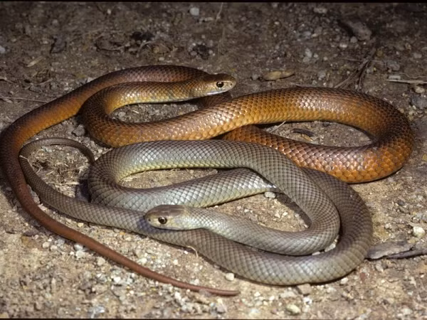 Chuyên gia về rắn cho biết thêm, một khi rắn nâu trưởng thành đẻ trứng ngoài tự nhiên, chúng sẽ để trứng tự nở và tự kiếm mồi.