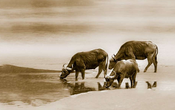 Cách kiếm tiền không lành mạnh, không trong sáng dễ đẩy người tuổi Sửu vào tình cảnh bị kiện cáo, phải mất tiền mới giải quyết xong lùm xùm, rắc rối.