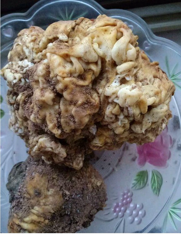 Người nông dân mang "cây súp lơ" kỳ lạ về nhà và gọi mọi người cùng tới xem. Một số người cho rằng vật này chính là linh chi thái tuế. Tuy nhiên, cũng có người phản đối ý kiến này, họ cho rằng thứ này chỉ là 1 loại nấm nào đó mà thôi.