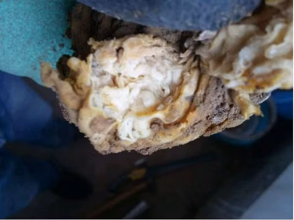 Hơn nữa, nó là linh chi thái tuế tự nhiên và quý hiếm nên giá trị rất cao. Nấm linh chi là loài nấm quý hiếm nhất là đối với loại mọc tự nhiên thì giá trị lại càng cao nhưng so với các loại linh chi khác thì linh chi thái tuế lại càng hiếm ở trong tự nhiên hơn.