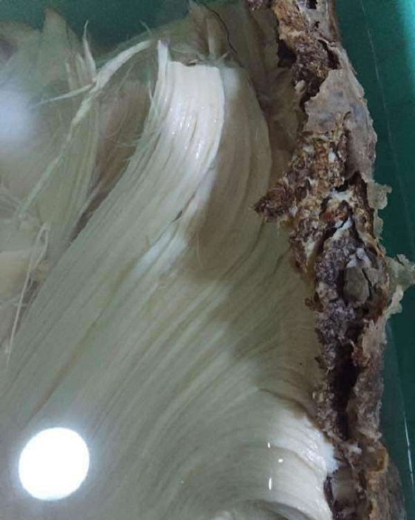 Linh chi thái tuế có khả năng cải thiện tuần hoàn rất tốt, điều tiết estrogen một cách hiệu quả, nâng cao hệ miễn dịch cho con người giúp chống lại nhiều bệnh tật.