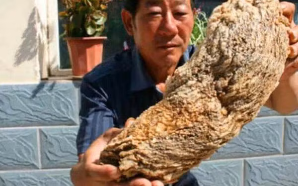 Theo nghiên cứu cho thấy loại linh chi này được hình thành dựa trên sự kết hợp của vi khuẩn, khuẩn nấm và một loại có tên là polymer hết sức đặc biệt và vô cùng hiếm.