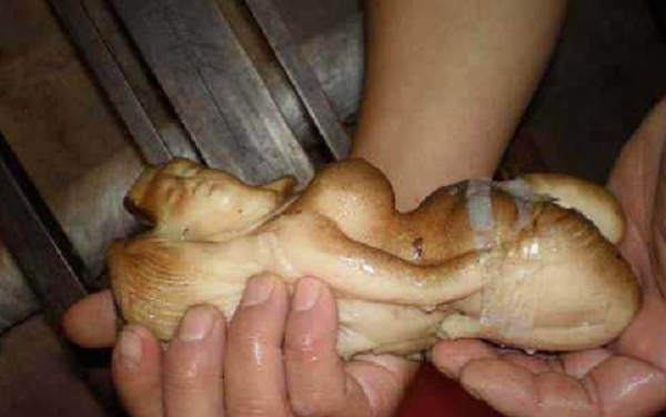 Theo các lời truyền tụng, linh chi thái tuế là một thần dược mà Tần Thủy Hoàng đã tìm kiếm. Tần Thủy Hoàng luôn ám ảnh làm sao để có thể đạt được trường sinh bất tử, nên ông đã không ngại làm những điều kỳ quái trong đó có việc cho người đi tìm kiếm linh chi thái tuế.