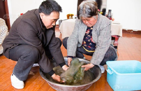 Hiện nay trên thị trường vẫn ví rằng linh chi thái tuế còn quý hơn vàng. Quả đúng như vậy so với kim loại quý hiếm như vàng thì loại linh chi mọc tự nhiên này còn khó tìm và đắt hơn gấp nhiều lần.