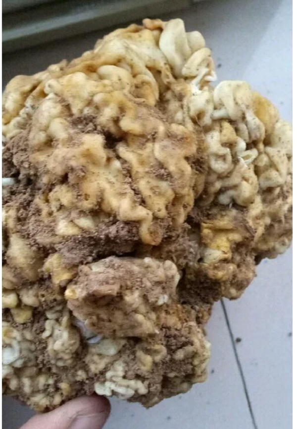 Lão nông quyết định mang "vật thể lạ" tới gặp 1 chuyên gia sinh vật học họ Phong để nhờ ông này kiểm định. Vị chuyên gia này sau khi tiến hành 1 số phân tích đã kết luận thứ mà người nông dân nhặt được đích thực là linh chi thái tuế.