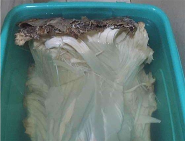 Loại linh chi này mất rất nhiều thời gian để phát triển và linh chi càng lâu năm thì giá trị của nó lại càng cao. Theo chúng ta được biết thì nấm linh chi có các tác dụng như: tăng cường hệ miễn dịch, trị được các loại bệnh cúm khác nhau, hen suyễn, viêm phế quản, bệnh về thận, hay là cả ung thư.