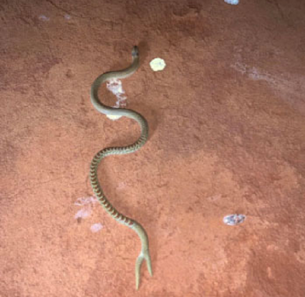 Claire Smith-Ince muốn hỏi các thành viên khác về tên khoa học của nó. Anh ta cho biết một người bạn của mình đã chụp lại bức ảnh này và gần như giẫm lên sinh vật này. Địa điểm chụp bức ảnh là ở vịnh Shark, Úc.