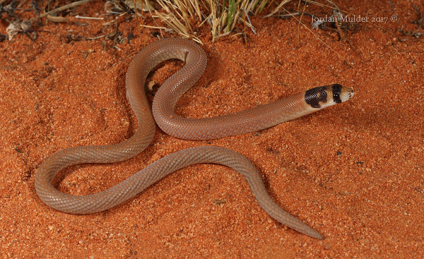 Sự thực thì sinh vật có chiếc đuôi "người cá" này lại là một con... thằn lằn. Cụ thể nó là một con thằn lằn không chân, có tên khoa học là Pygopus nigriceps.