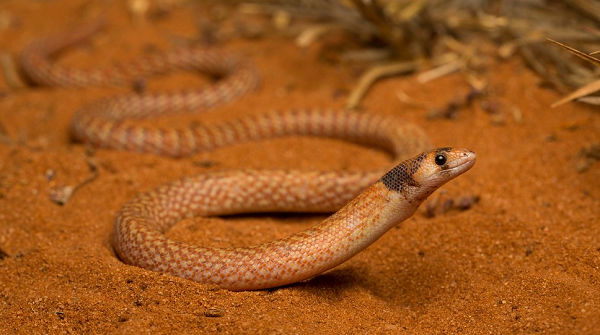 Rất nhiều người đã tỏ ra kinh ngạc trước sinh vật có chiếc đuôi chẻ đôi như vậy. Họ bình luận rằng mình chưa từng thấy loài rắn nào như thế. Một số còn mô tả chiếc đuôi này giống với đuôi của... người cá.