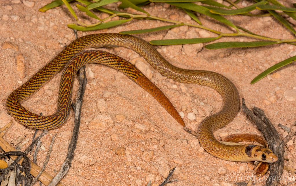 Sự đảo ngược về thích nghi được gọi là sự đảo ngược tiến hóa, quá trình mà các cấu trúc bị mất có thể quay trở lại loài theo thời gian. Cơ chế chính xác dẫn đến điều này có thể xảy ra vẫn chưa rõ ràng, nhưng đó là điều được thấy ở thằn lằn chân ngắn khi chúng đã tiến hóa từ việc có bốn chi thành một cơ thể không có chi.