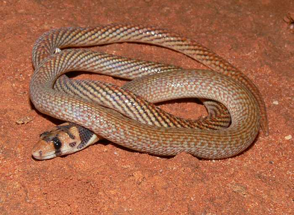 Đây là loài thằn lằn đặc hữu ở Úc, chúng có vẻ ngoài rất dễ bị nhầm lẫn với rắn vì có cơ thể thuôn dài. Thế nhưng nếu nhìn kỹ vào phần đầu thì sẽ thấy ngay sự khác biệt, loài thằn lằn không chân này có chiều dài chỉ từ 45 đến 55 cm.