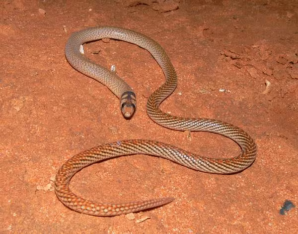 Theo quy luật chung trong quá trình tiến hóa, khi bạn mất một chi, nó sẽ không quay trở lại. Tuy nhiên, quy luật này không có tác dụng với thằn lằn.